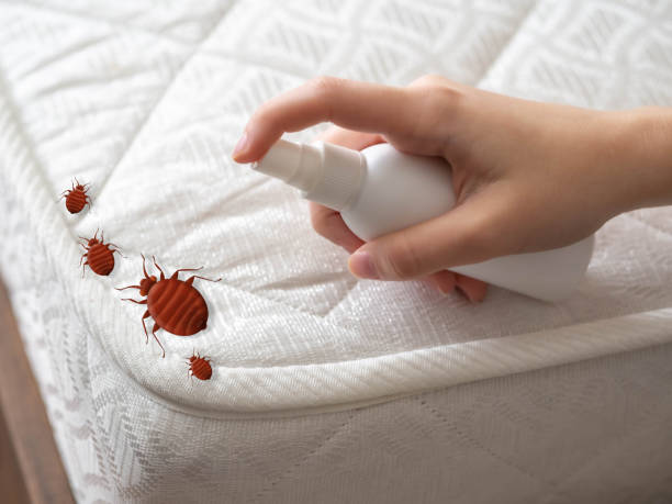 Best Residential Pest Control  in Westmere, NY